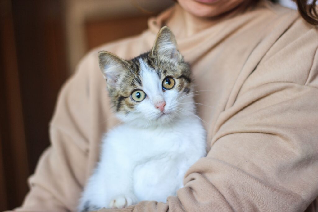 Persona sosteniendo con ternura a un gatito atigrado y blanco entre sus brazos